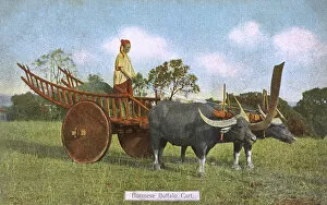 Conveyance Gallery: A Burmese Water Buffalo Cart