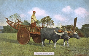 Conveyance Gallery: A Burmese Water Buffalo Cart
