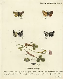 Esper Collection: Burnet companion moth and the Mother Shipton moth