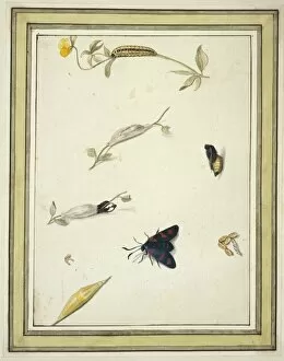Burnet Collection: Burnet moth
