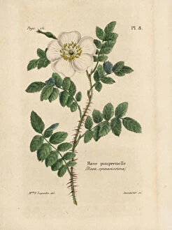 Burnet Collection: Burnet rose, Rosa pimpinellifolia (Rose pimprenelle