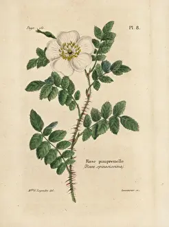 Legendre Prints: Burnet rose, Rosa pimpinellifolia (Rose pimprenelle