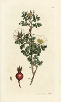 Burnet Collection: Burnet rose, Rosa spinosissima