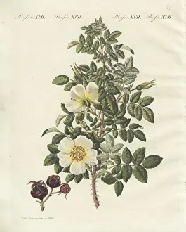Handcoloredcopperplate Prints: Burnet rose, Rosa spinosissima flore flavo