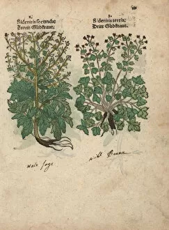 Burnet Collection: Burnet, Sanguisorba minor, and herb robert