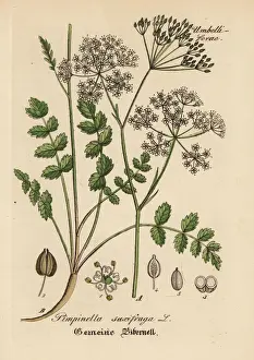 Burnet-saxifrage, Pimpinella saxifraga