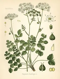 Burnet-saxifrage, Pimpinella saxifraga