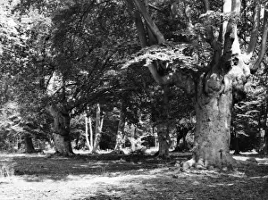 Burnham Beeches