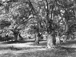 Burnham Beeches
