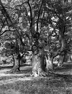 Burnham Gallery: Burnham Beeches, Buckinghamshire, England, a forest of ancient trees