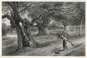 Famed Collection: Burnham Beeches, Bucks