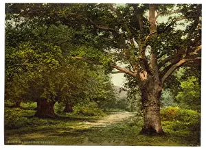 Beeches Prints: Burnham Beeches, London and suburbs, England