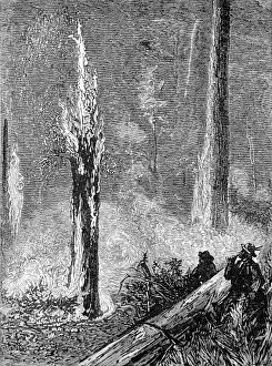 Images Dated 9th November 2004: Burning a clearing in the woods, California, 1884