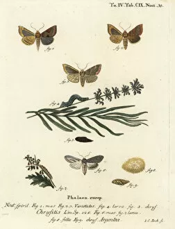 Shark Collection: Burnished brass and green silver-spangled shark moths