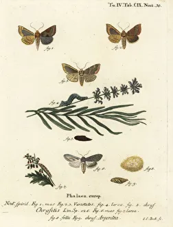Images Dated 25th May 2019: Burnished brass and green silver-spangled shark moths