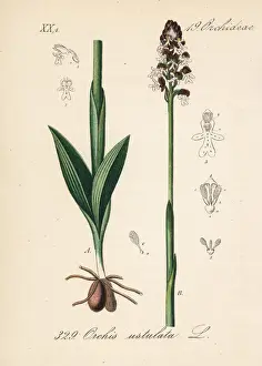 Orchis Prints: Burnt orchid or burnt-tip orchid, Neotinea ustulata