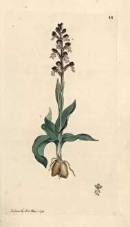 Dwarf Gallery: Burnt-tip orchid, Neotinea ustulata