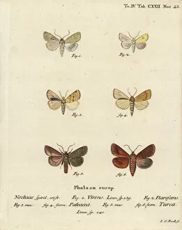 Angle Gallery: Burren green, sallow, angle-striped sallow and double