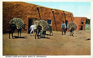 Burros (Donkeys) laden with wood, Santa Fe, New Mexico, USA