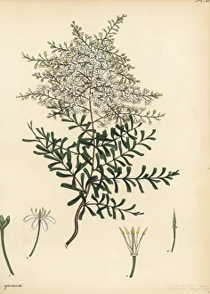 Bursaria spinosa