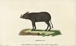 Buru babirusa, Babyrousa babyrussa