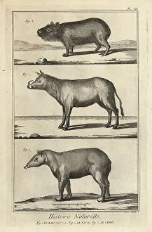 1774 Prints: Buru babirusa, South American tapir and capybara