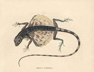 Naturhistorischer Gallery: Buru flying dragon, Draco lineatus (Draco viridis)