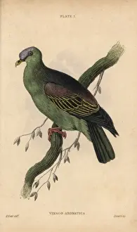 Edwardlear Prints: Buru green pigeon, Treron aromaticus