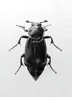 Images Dated 28th July 2011: Burying Beetle