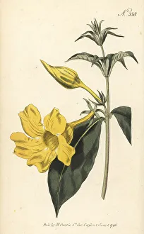 Bush allamanda, Allamanda schottii