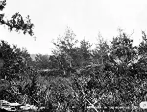 In the Bush, Bermuda 1873