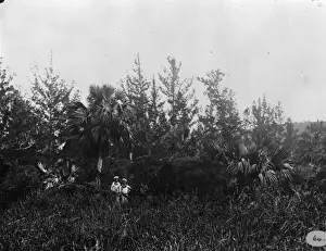 In the bush botanizing, Bermuda 1873