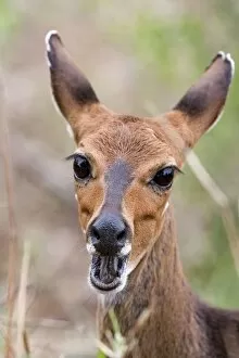 Images Dated 22nd November 2011: Bush buck / Bushbuck - with mouth open