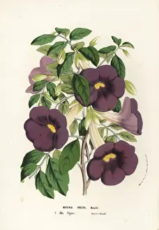 Bush clockvine and king s-mantle, Thunbergia erecta