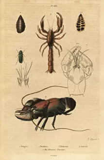 Viridis Collection: Bush-cricket, mud lobster and crayfish species