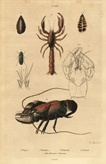 Foraminifera Collection: Bush-cricket, mud lobster and crayfish species