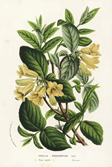 Jardins Collection: Bush honeysuckle or ukon utsugi, Weigela middendorfiana