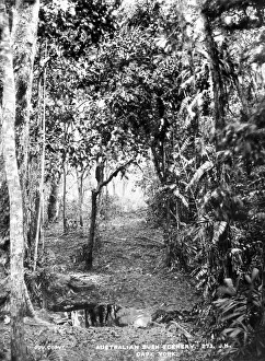 Queensland Prints: Bush scenery, Cape York