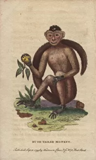 Tailed Collection: Bush-tailed, sajou or weeper capuchin monkey