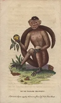 Olivaceus Prints: Bush-tailed, sajou or weeper capuchin monkey