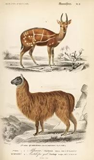 Antelope Gallery: Bushbuck antelope, Tragelaphus scriptus