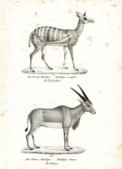 Schinz Collection: Bushbuck and common eland