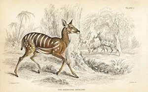 Antelope Gallery: Bushbuck, Tragelaphus scriptus