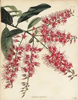 Loddiges Prints: Bushwillow, Combretum coccineum