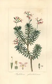 Pancracebessa Prints: Bushy triggerplant, Stylidium glandulosum