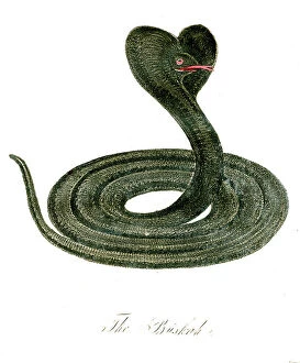 Snake Collection: The Buskah (Snake)