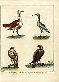 Recreation And Amusement Prints: Bustard, curlew, buzzard and moor buzzard