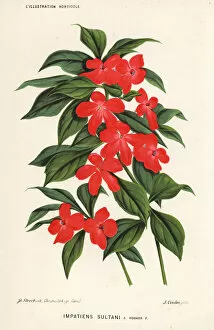 Stroobant Collection: Busy lizzie, Impatiens walleriana