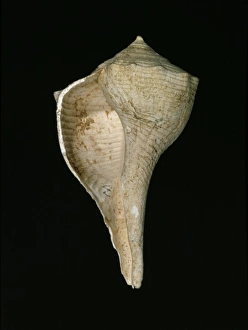 Busycon contrarium, lightening whelk Busycon contrarium, lightening whelk