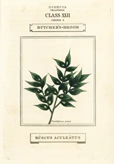 Broom Prints: Butchers broom, Ruscus aculeatus